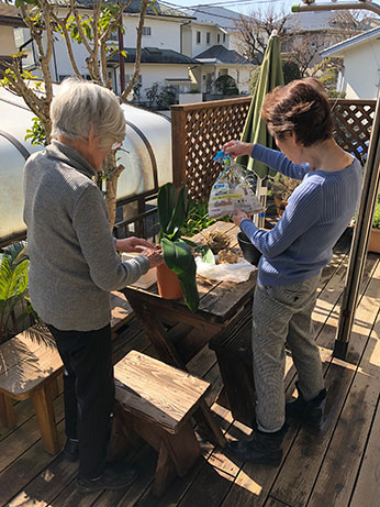 男性メンバーさんが竹切りなら、女性メンバーさんは胡蝶蘭の鉢植え