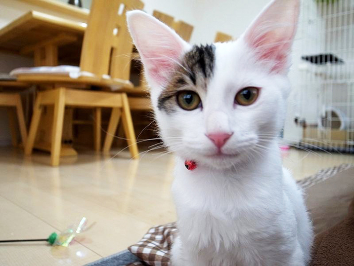 高いところが大好きなんだけど、失敗することも