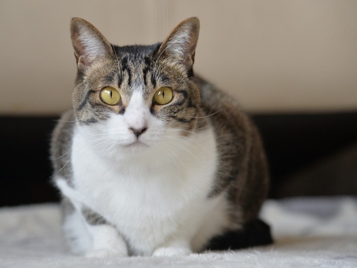 ラザニアから「ニア」ちゃんと命名