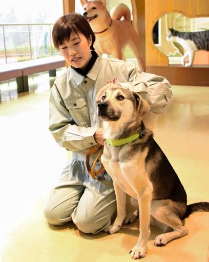 where can i get a rescue dog