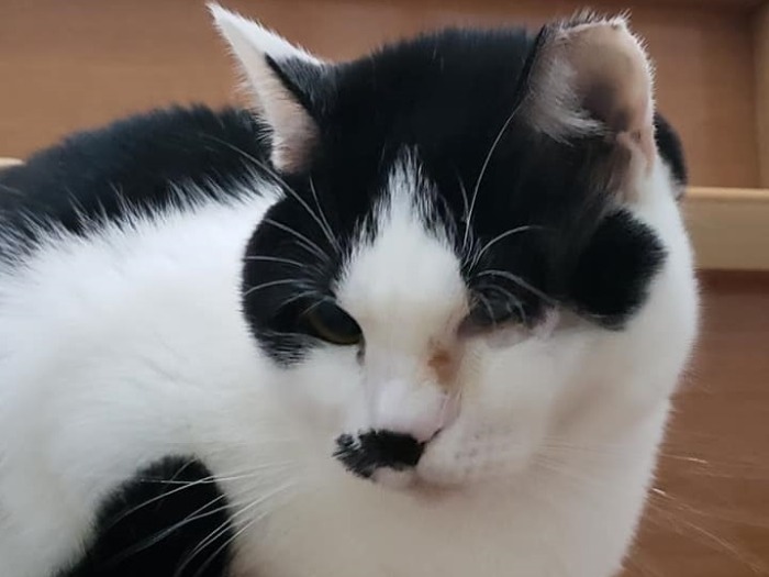 どこから来たのか分からないが、大人しくて飼いやすい