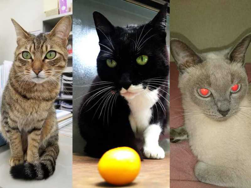 左から、きゃら(1歳、雄猫)、にゃんちゅう(12歳、雌猫)、ラスク(4歳、雌猫)=湖南市観光協会提供
