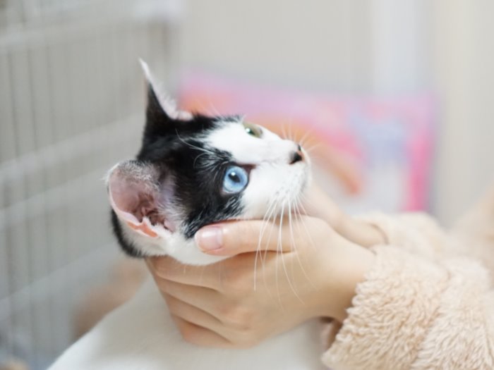 ちはるさんを見つめる「ひなこ」