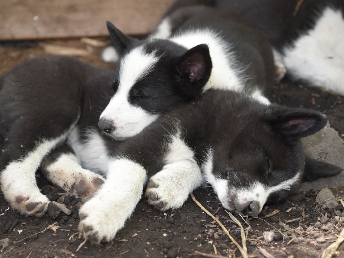 国内で初めて誕生したベアドッグの子犬=2018年5月16日、長野県軽井沢町、山本裕之撮影