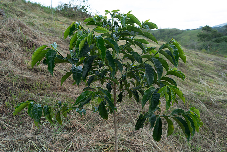 鐙麻樹ー10