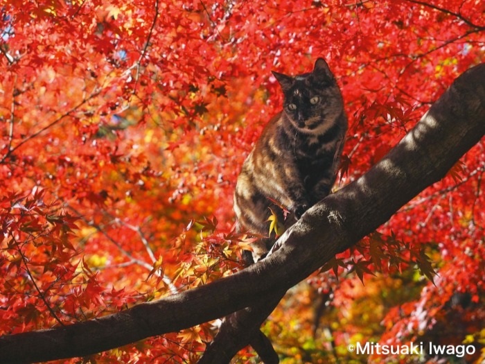 京都十輪寺、サビ猫のジョネが紅葉に映える 「自由ネコ」より (C)Mitsuaki Iwago