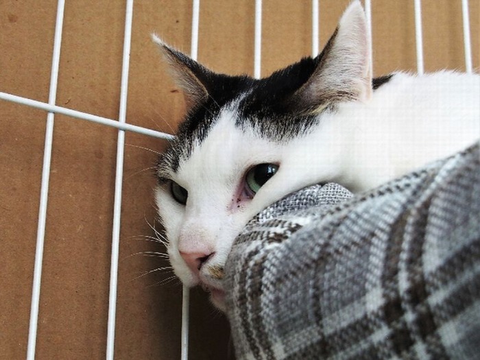 寒い日も、保護部屋はあったか、のんびり