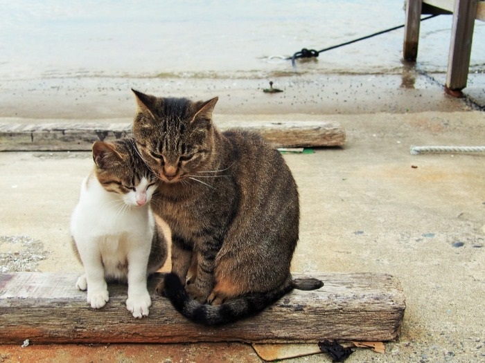 漁港に捨てられた子猫に寄りそっていた漁港生まれの若猫(寄りそう猫 / 辰巳出版 表紙扉より)