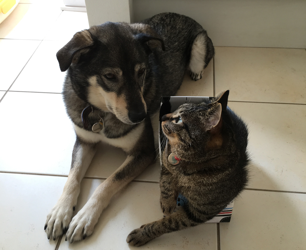 マメ(左)とナッチャン