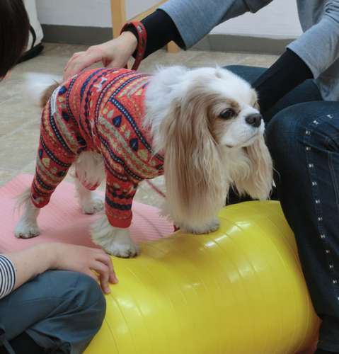 犬専用のバランスボールに乗る犬。講師や飼い主が支えられながらエクササイズをする=東京都世田谷区の「Dog Life Design」