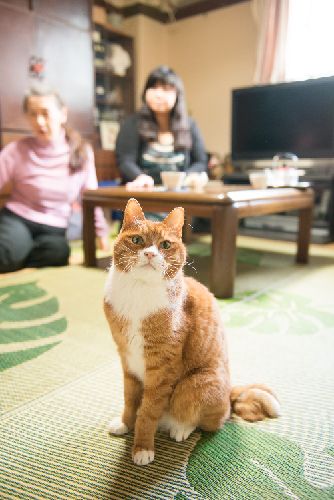 東京の新たな家にすぐ馴染んだマメ 写真=上村雄高
