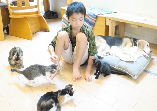 子猫たちと遊ぶ二男の夕來君