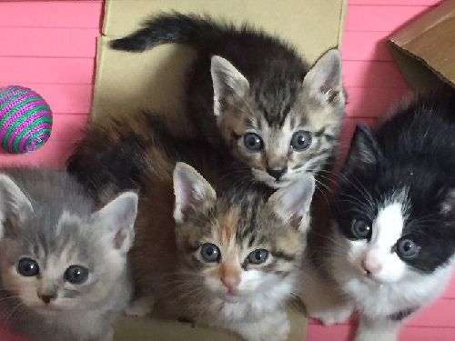 保護されて一か月頃(後方の小さい猫が「はっぴー」)