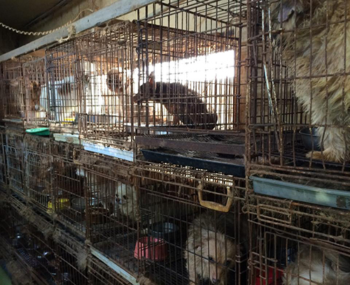 栃木県矢板市内の引き取り屋で飼育されていた犬=動物愛護団体提供