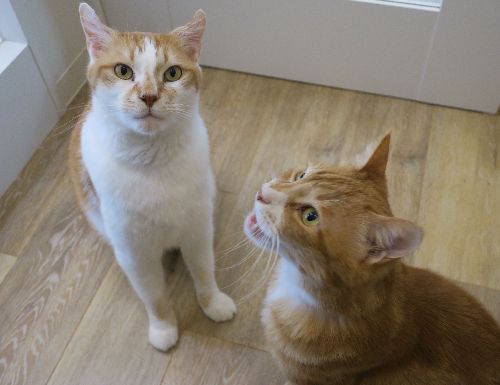 アニマルライフの猫譲渡コーナーにいた頃(右のウニも新たな家族の元で幸福になった)