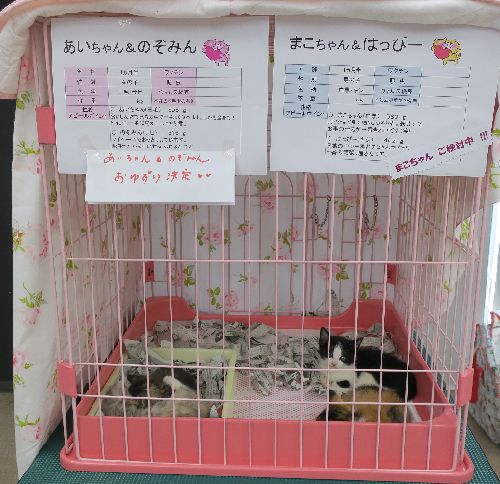 譲渡会に参加した4匹