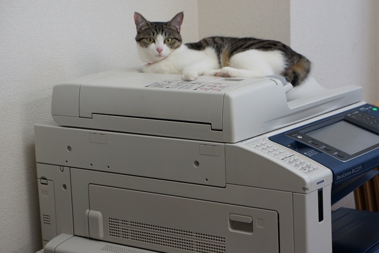 コピー機の上に座って、皆の仕事ぶりを見る輪