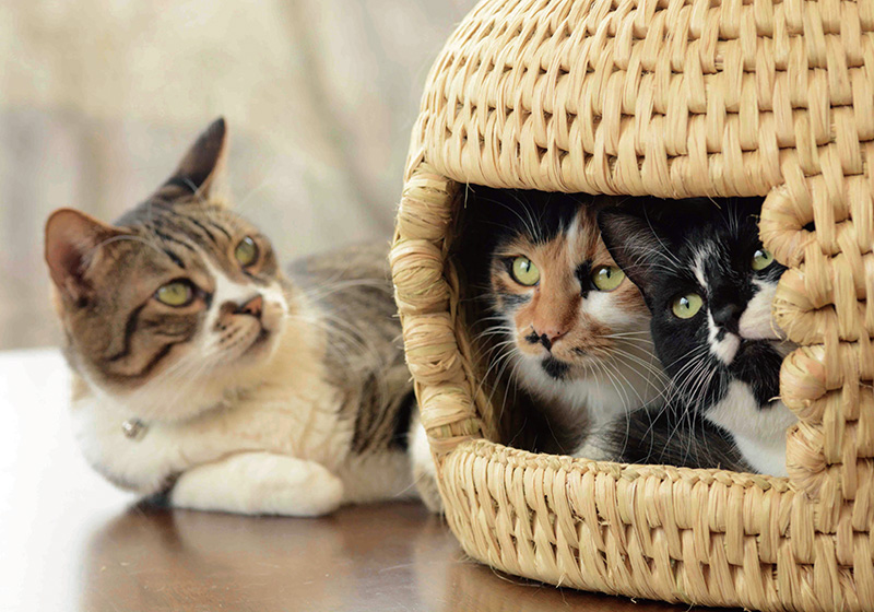 『猫つぐらの作り方』(誠文堂新光社刊)から=同社提供