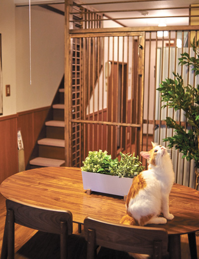 東京キャットガーディアンの猫付きシェアハウス「562大阪京橋」のめかぶ君。共用キッチンは完璧に侵入防止にしてある