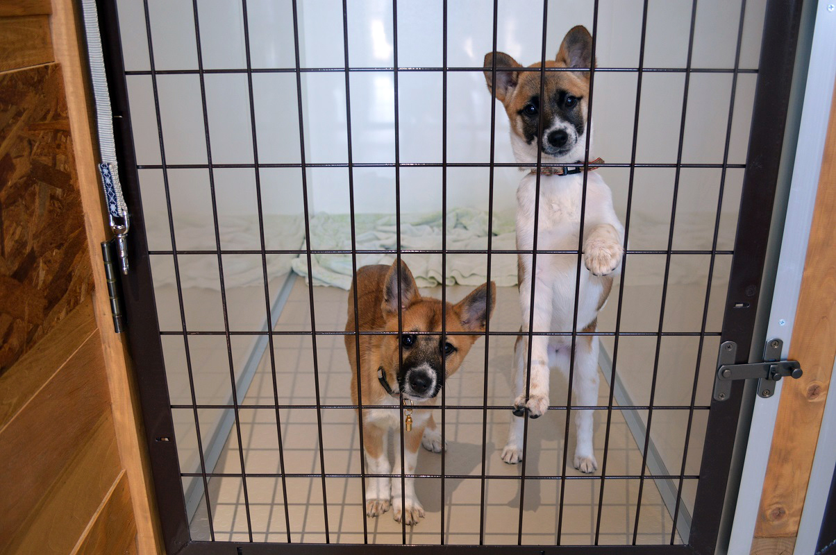 出会いを待つ保護犬たち