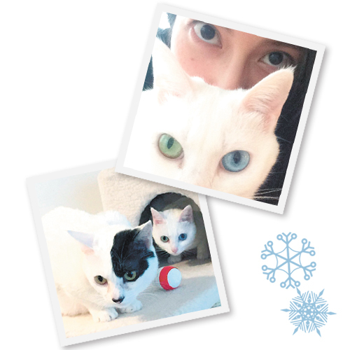 柴咲さんの愛猫たち。のえるはオッドアイの白猫。白×黒の子がるな