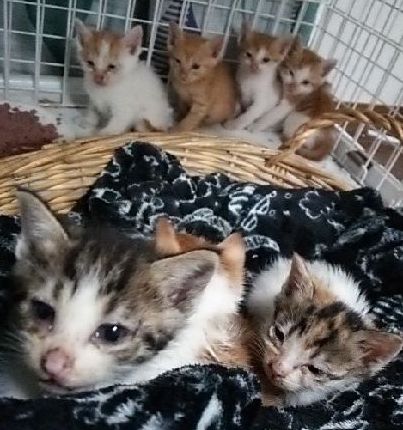 猫パト隊が発見から譲渡までした7匹の子猫(亜子さん撮影)