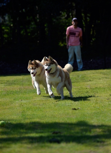 手作りのドッグランで喜んで遊ぶ保護犬(太田康介撮影)