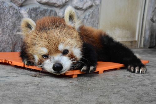 23歳になった宝宝(バウバウ)=美祢市の秋吉台サファリランド