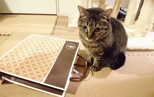 猫におみやげ(紙袋)