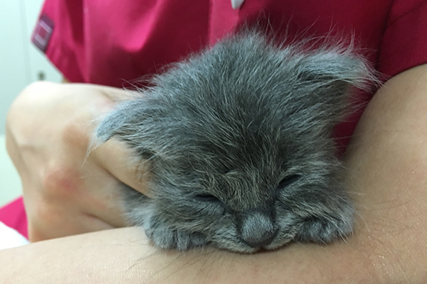 猫が興奮している時は、落ち着くまで近づかない