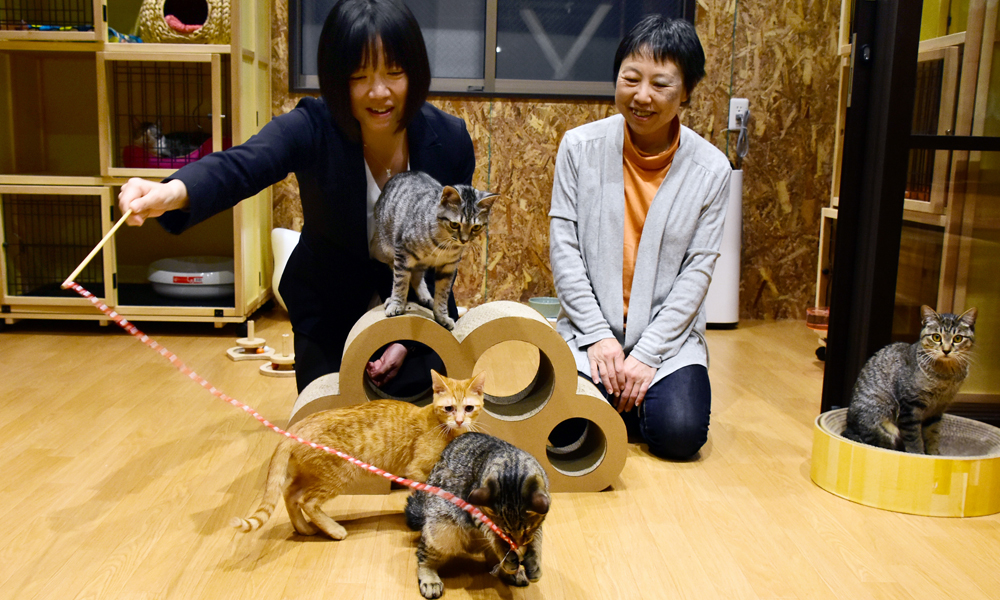 元気いっぱいの保護猫と遊ぶ森信子さん(左)と井上恵津子さん=福岡市博多区