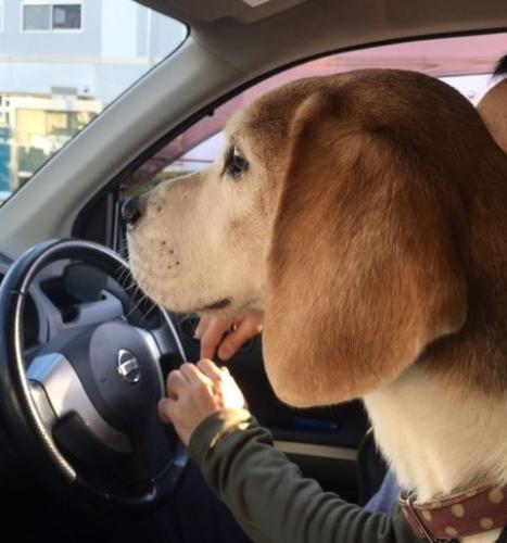 保護犬だったビーグル、スノー。佐藤さんの本に登場する犬のモデルになった1匹