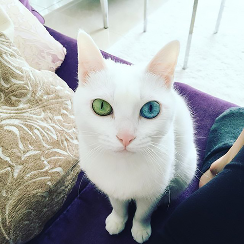 柴咲さんの愛猫のえる
