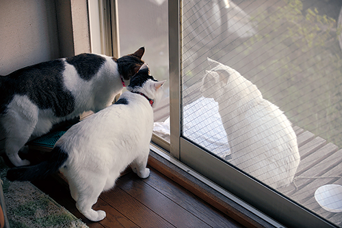 外にいた「ぽー」に興味深々の姉妹猫「とら」と「まる」 扶桑社/(C)太田康介