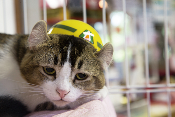 ぴーち施設長<br />生年月日:2016年7月18日(1歳) 性別:♂ 猫種:アメリカンカール 2017年10月14日に大石直会津鉄道社長より「芦ノ牧温泉駅 施設長」の委嘱状を授与され、就任式が執り行われた