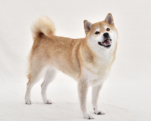 吠えぐせはどうすれば直る?