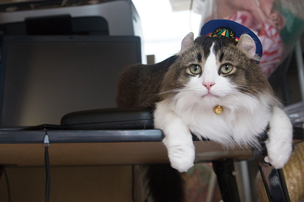 らぶ名誉駅長<br />生年月日:2014年4月10日(3歳) 性別:♂ 猫種:アメリカンカール 2014年に高齢となった「ばす名誉駅長」の後継として、駅長見習いに。2015年に名誉駅長に就任