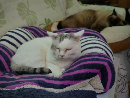 震災前から飼っている「ビザンツ」