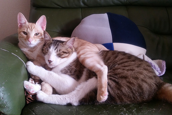 ジャッキー(手前)&きなこ