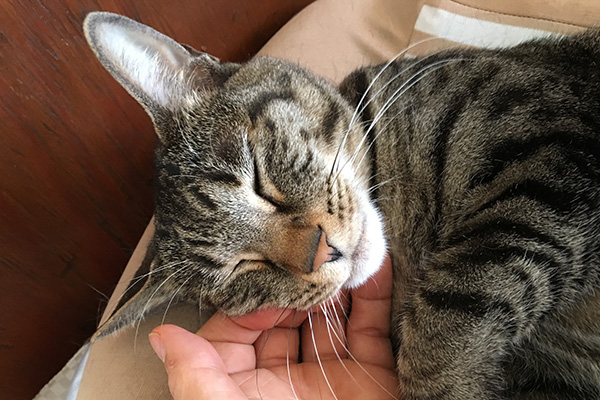 のんびり眠っている時にやさしくなでる練習。ゴロゴロのどを鳴らすかな?
