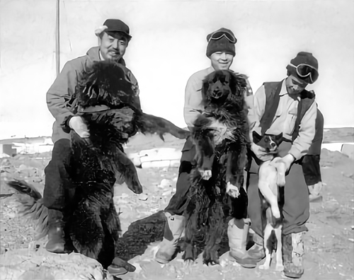 生きていたタロ(左)とジロ(1959年1月)=写真は共同通信社