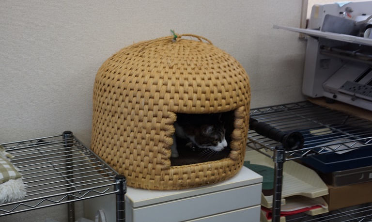 3階のオフィスにある猫ちぐら 今日は誰が入っているかな?