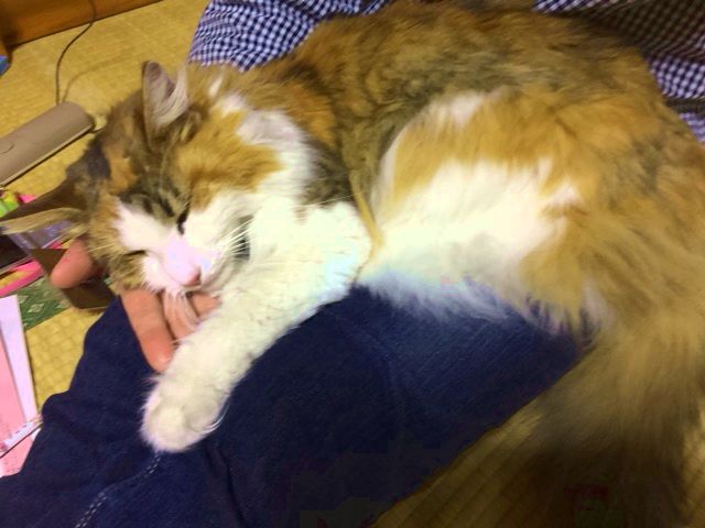 保護された直後のやせたナナ