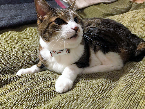 発信器付きの首輪「ねこもに」をつけた猫=オープンストリーム提供