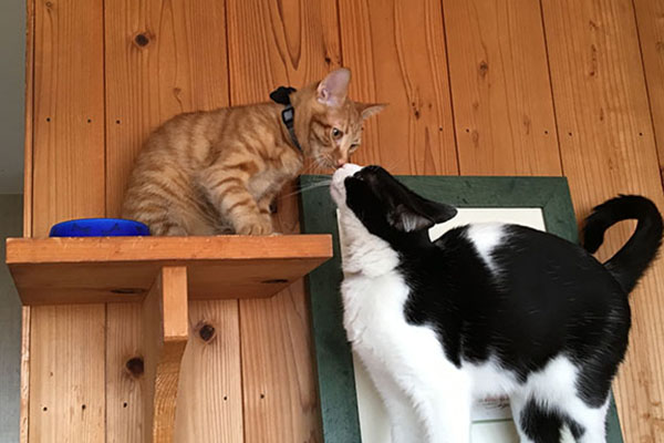もち(左)&ねこず。猫のあいさつ