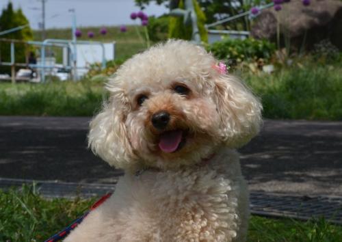 我が子のような愛犬