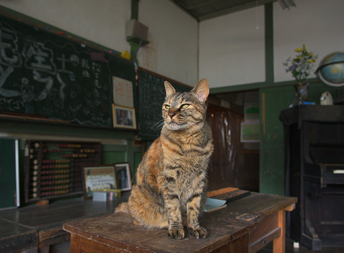 「懐かしい木造校舎を、見に来てニャ」