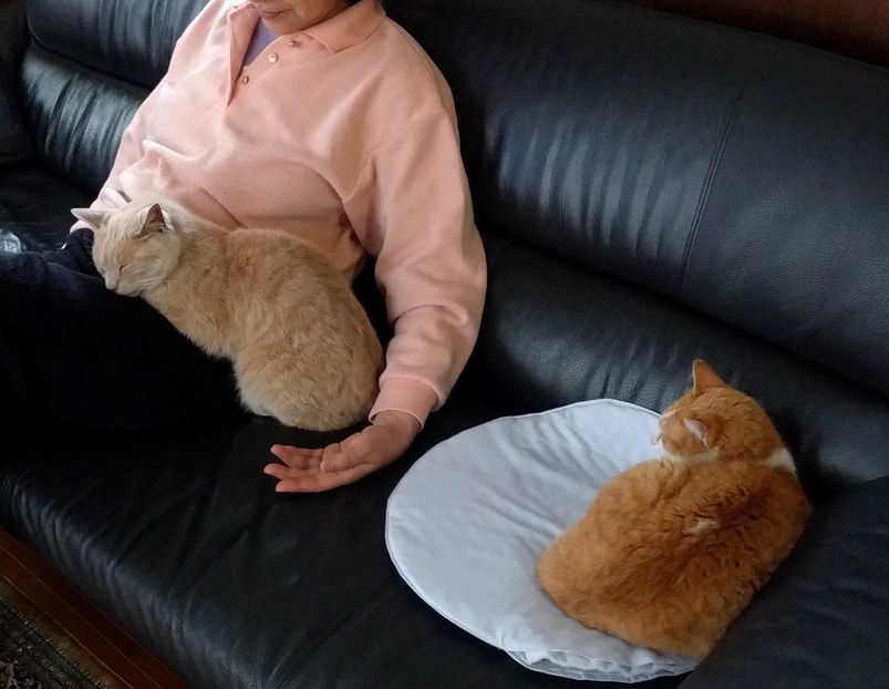 お母さんときなこ(左)とおちび3ショット