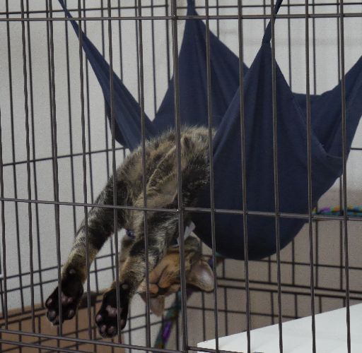 ハンモックを使った無敵のネコバウワー