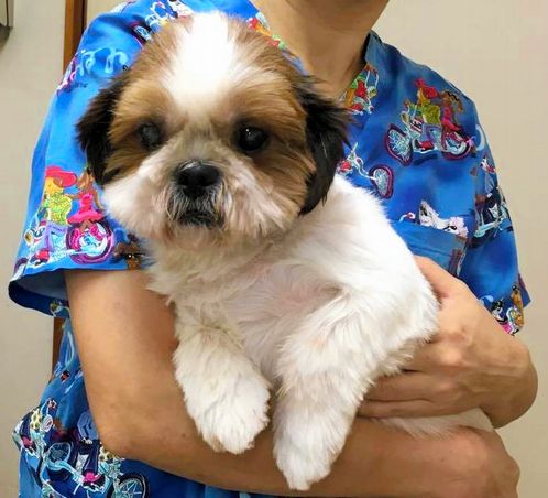 保護後の治療などで改善したシーズー=日本動物福祉協会提供